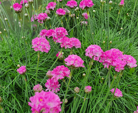 Mature Sea Thrift Plant Blooming with Pink Flowers