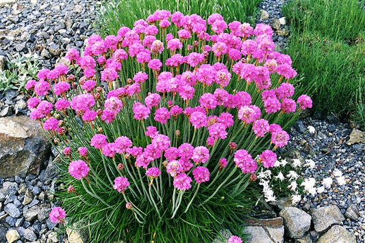 Sea Thrift Armeria Maritima Non-GMO Seeds for Planting