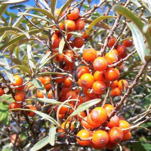 Seabuckthorn seeds growing as hardy shrubs in landscape setting