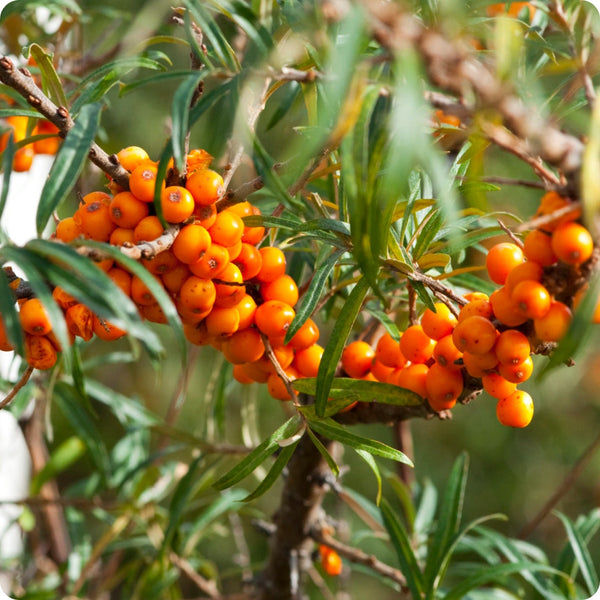Seabuckthorn seeds Hippophae rhamnoides hardy edible berry shrub
