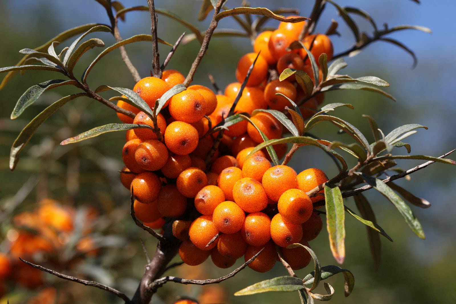 Seabuckthorn seeds showing silver-green narrow leaves closeup