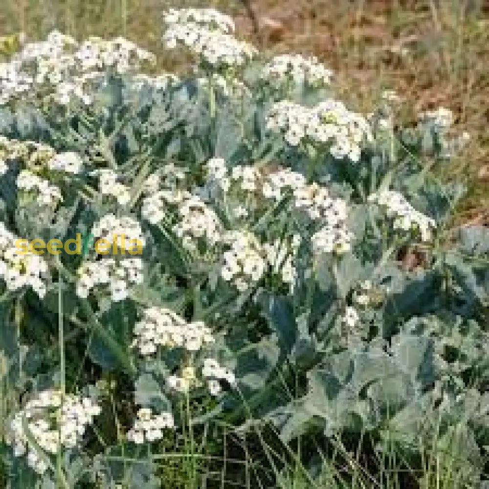 Seakale Flower Seeds For Planting  Unique Coastal Blooms Ideal Enhancing Garden Beauty And