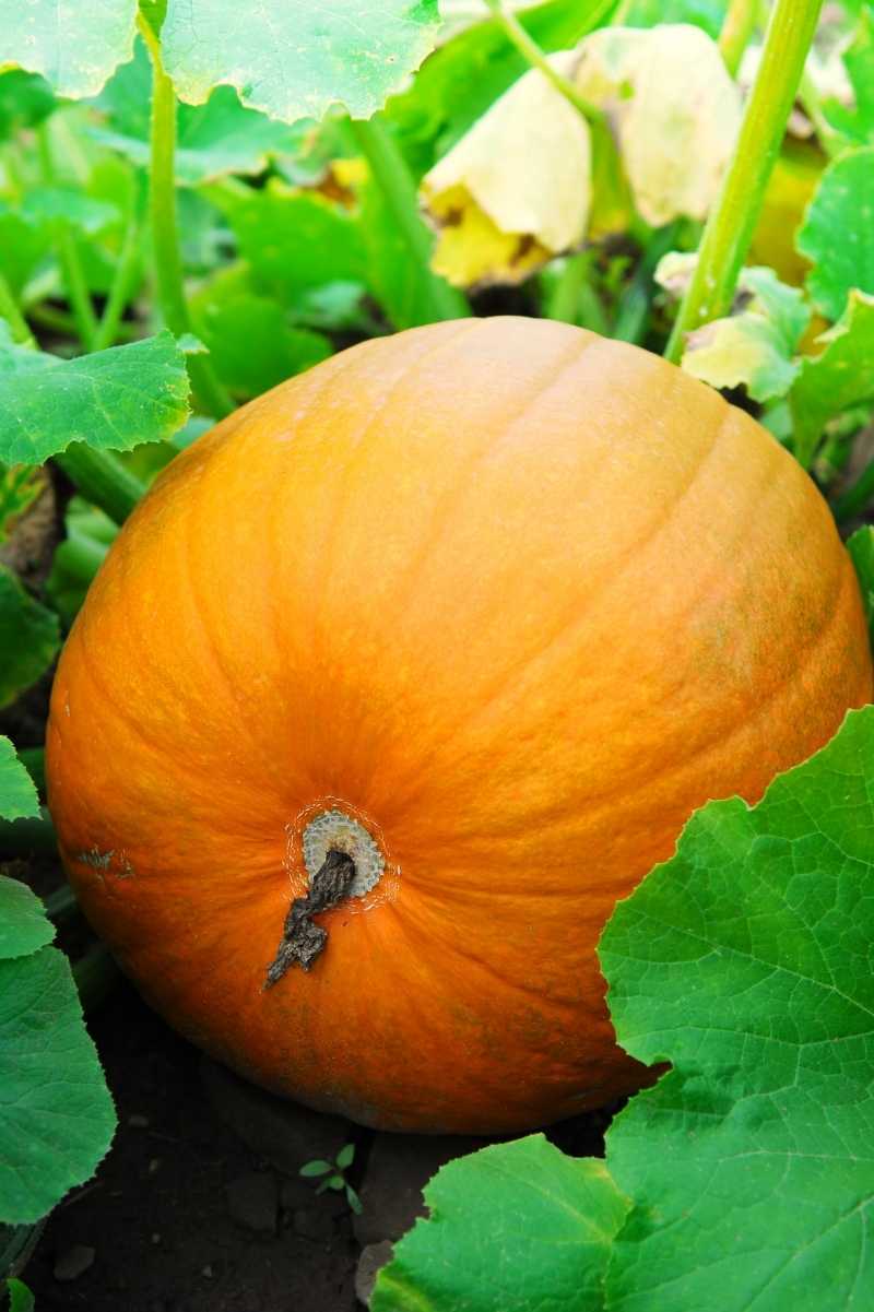 Pumpkin seeds for seasonal home gardening