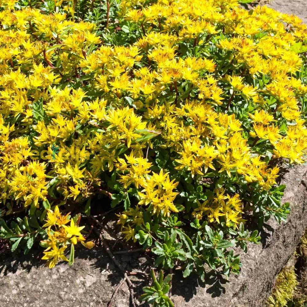 Sedum Flower Seeds For Planting  Hardy And Low-Maintenance Growth Perfect Garden Landscape