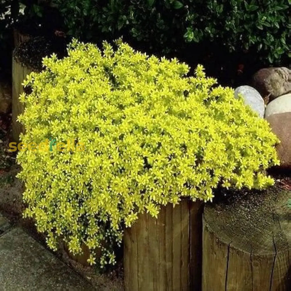 Sedum Flower Seeds For Planting  Hardy And Low-Maintenance Growth Perfect Garden Landscape