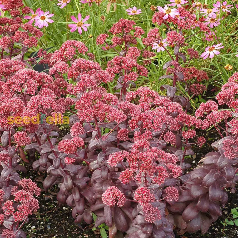 Sedum Seeds Showy Stonecrop Border Perennial Cut Flowers Deer & Rabbit Resistant Drought Tolerant