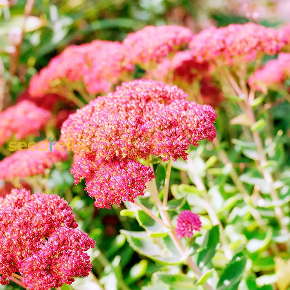 Sedum Seeds Showy Stonecrop Border Perennial Cut Flowers Deer & Rabbit Resistant Drought Tolerant