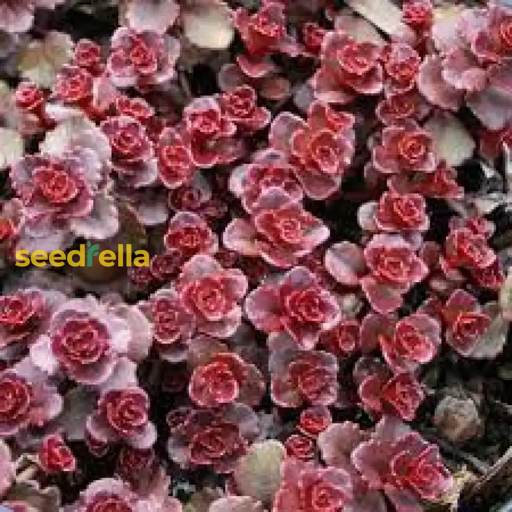 Sedum Spurium Flower Seeds For Planting  Hardy Low-Maintenance Ground Cover And Vibrant Garden