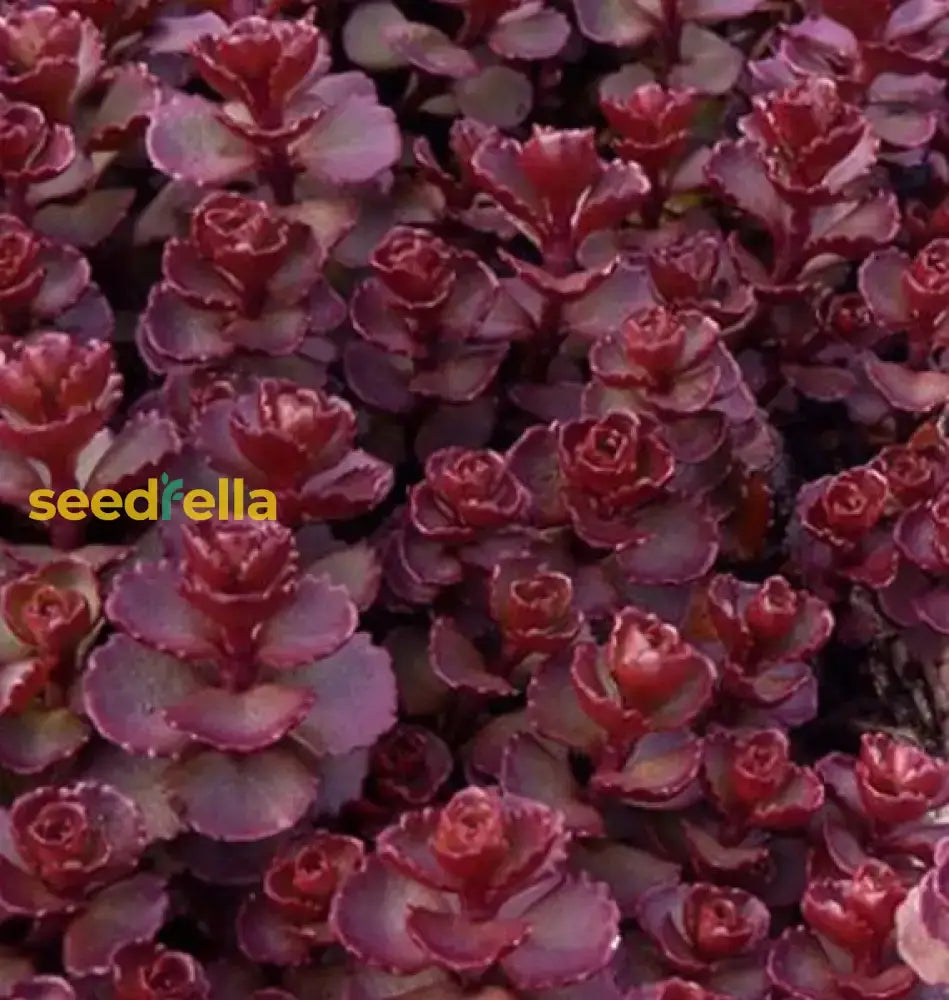 Sedum Spurium Flower Seeds For Planting  Hardy Low-Maintenance Ground Cover And Vibrant Garden