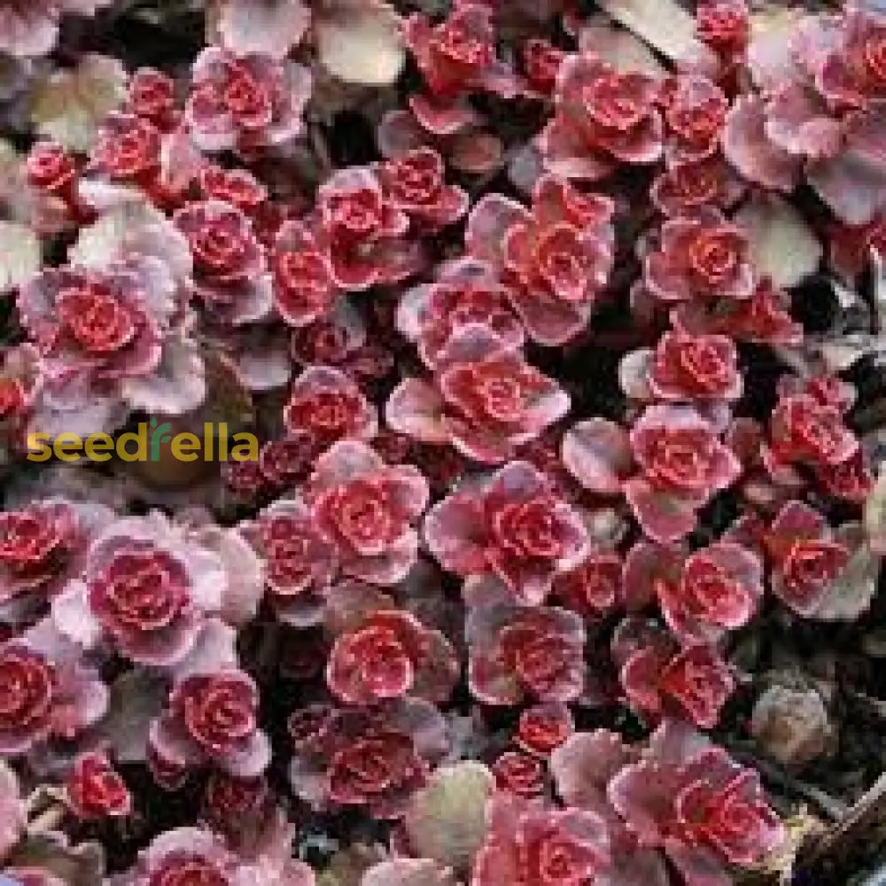 Sedum Spurium Flower Seeds For Planting  Hardy Low-Maintenance Ground Cover And Vibrant Garden