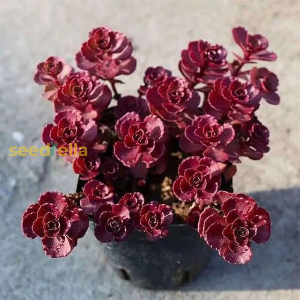 Sedum Succulent Burgundy Planting - Seeds For Hardy And Colorful Growth Ideal Unique Flower