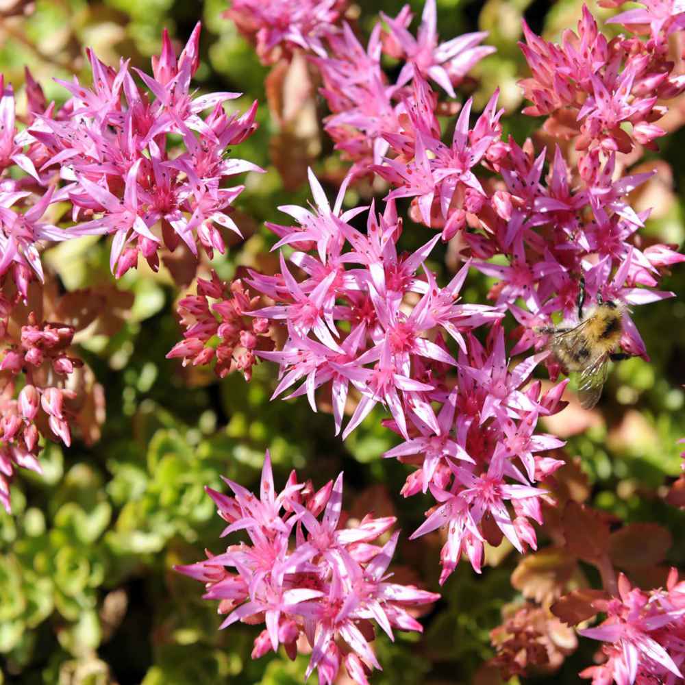 Purple Sedum Flower seeds for Planting Cottage Garden Essential Heirloom & GMO Free Seeds for Home Garden
 
 Sale seeds for home garden planting