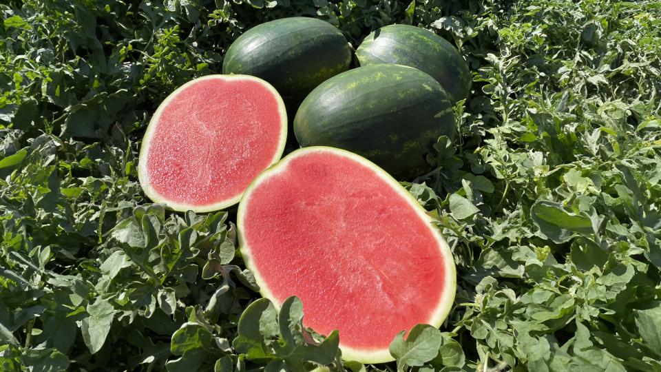 Seedless watermelon plants grown from garden seeds