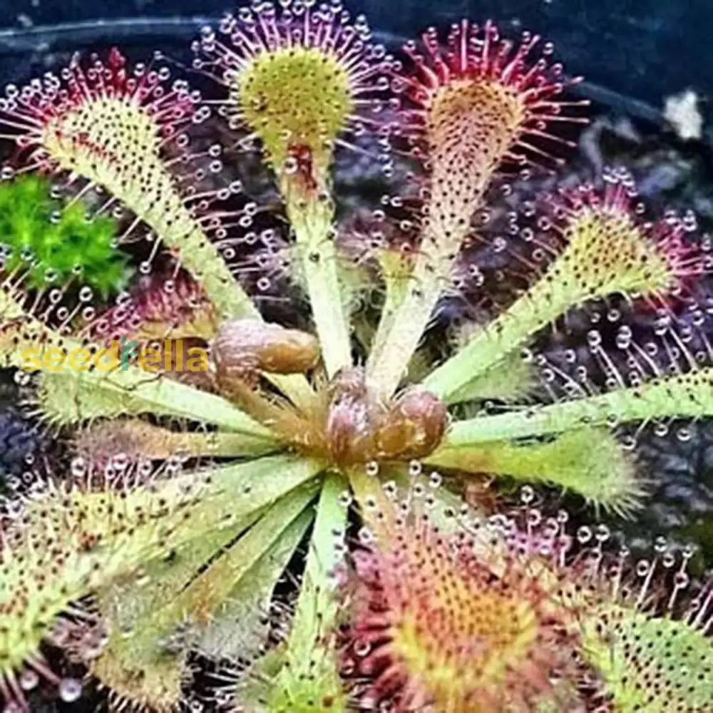 Seeds For Garden Yard Decoration Venus Flytrap Full Sun Carnivorous Acidic Soil Bonsai Dionaea