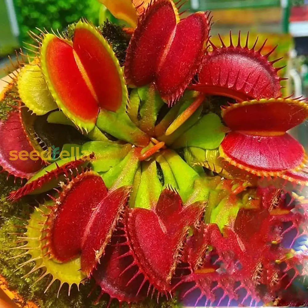 Seeds For Garden Yard Decoration Venus Flytrap Full Sun Carnivorous Acidic Soil Bonsai Dionaea