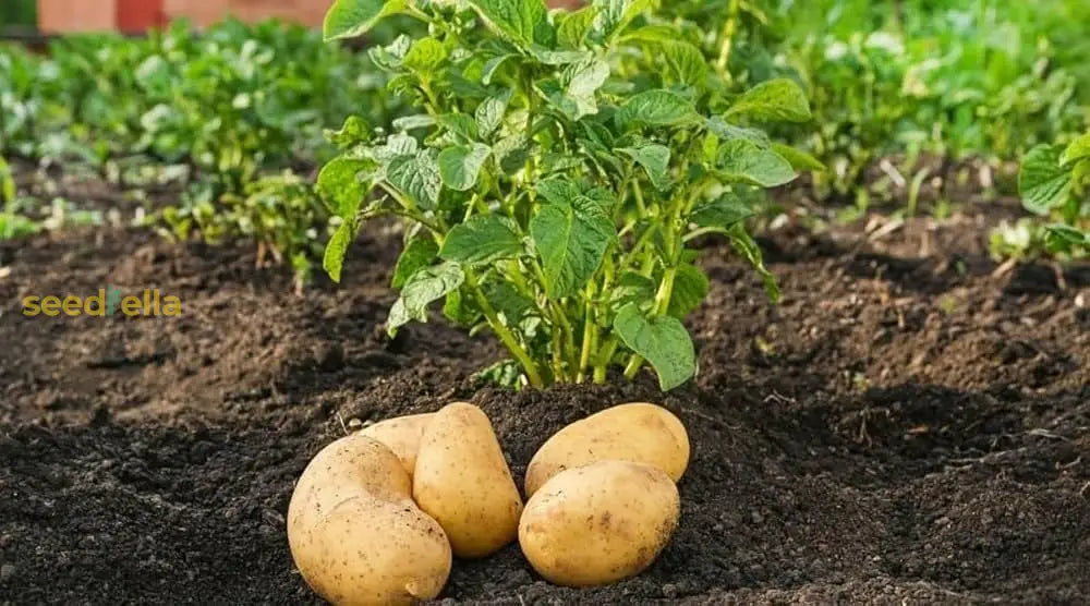 Segunda Papas Vegetable Seeds For Planting - Seed Delicious And Nutritious Potato