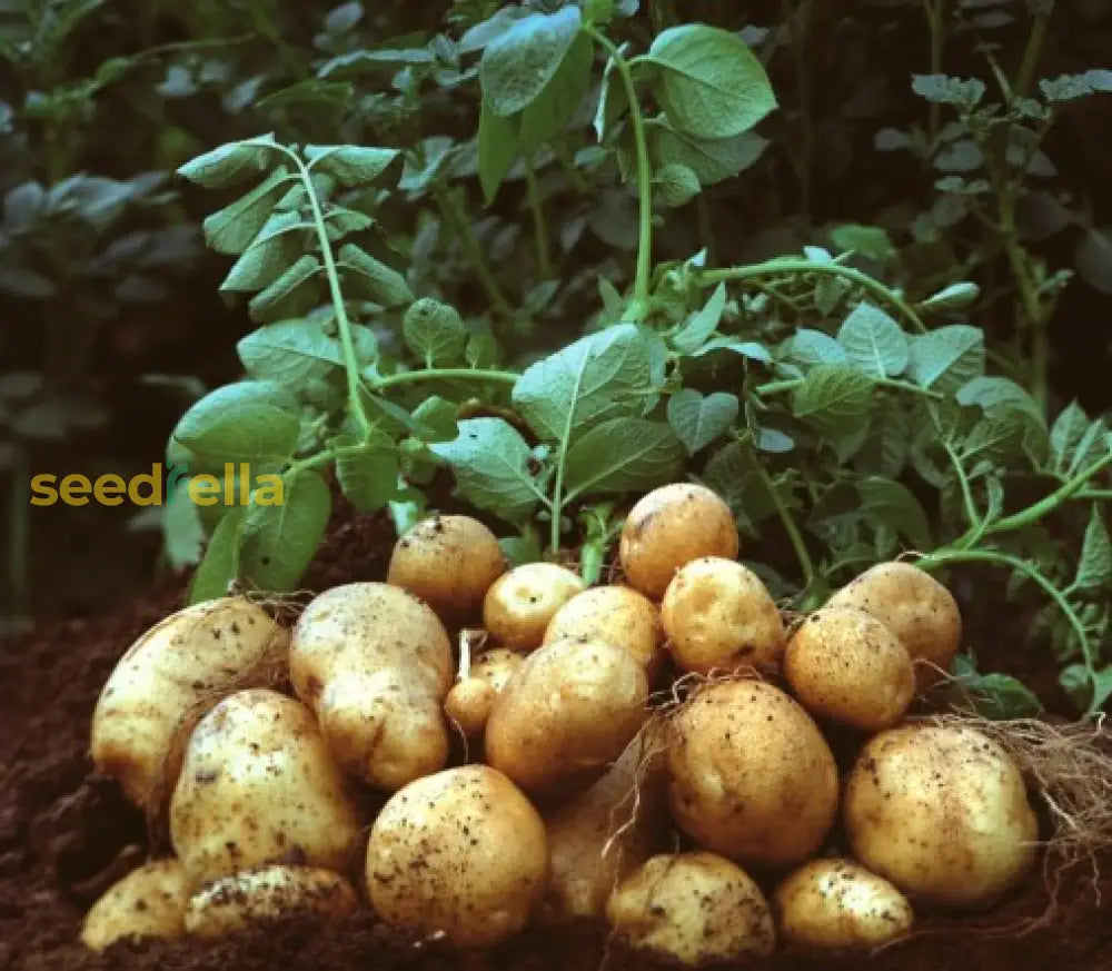 Segunda Papas Vegetable Seeds For Planting - Seed Delicious And Nutritious Potato