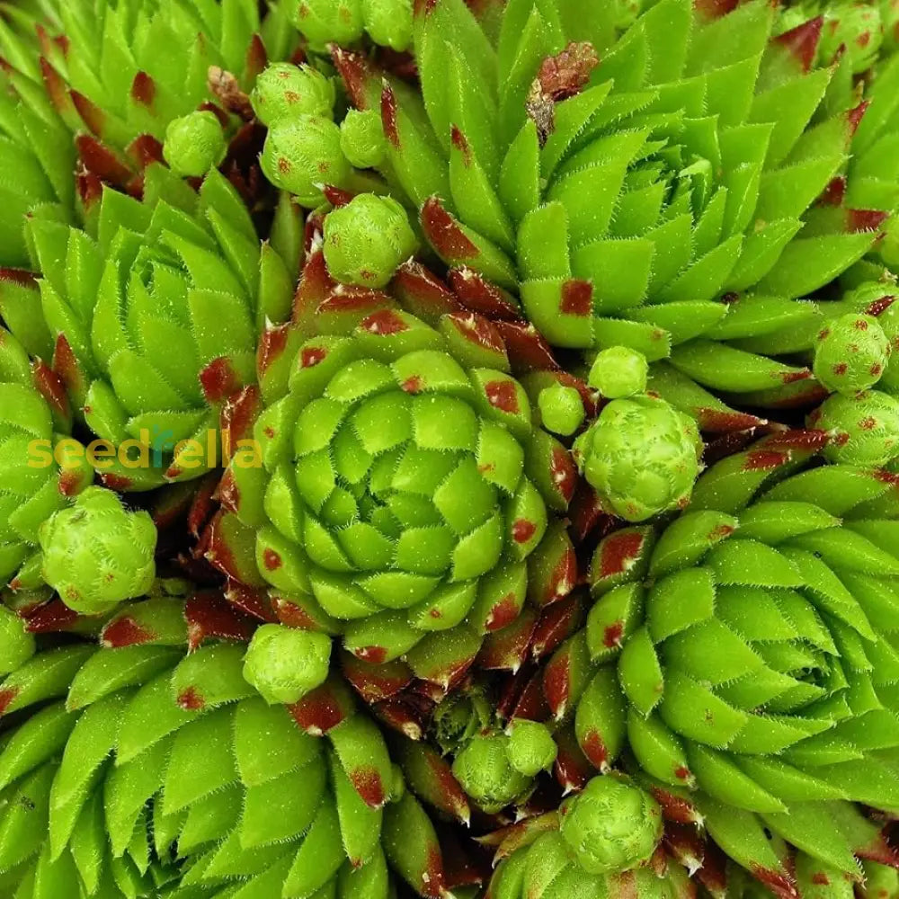 Sempervivum Flower Seeds For Planting  Seed Hardy Succulent Growth