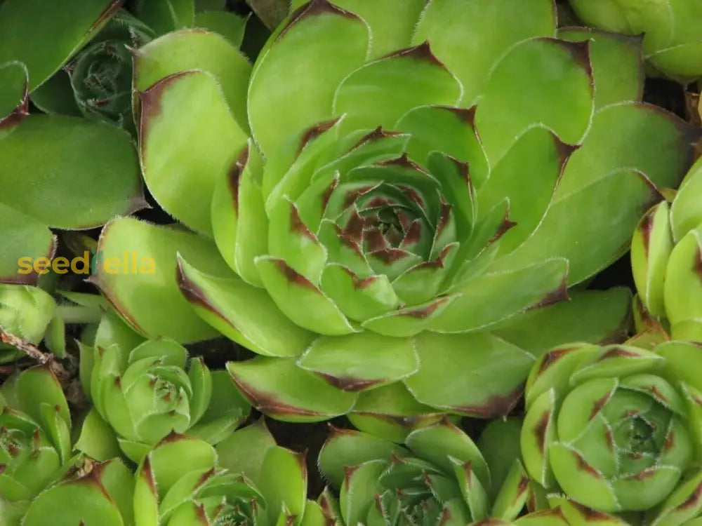 Sempervivum Flower Seeds For Planting  Seed Hardy Succulent Growth