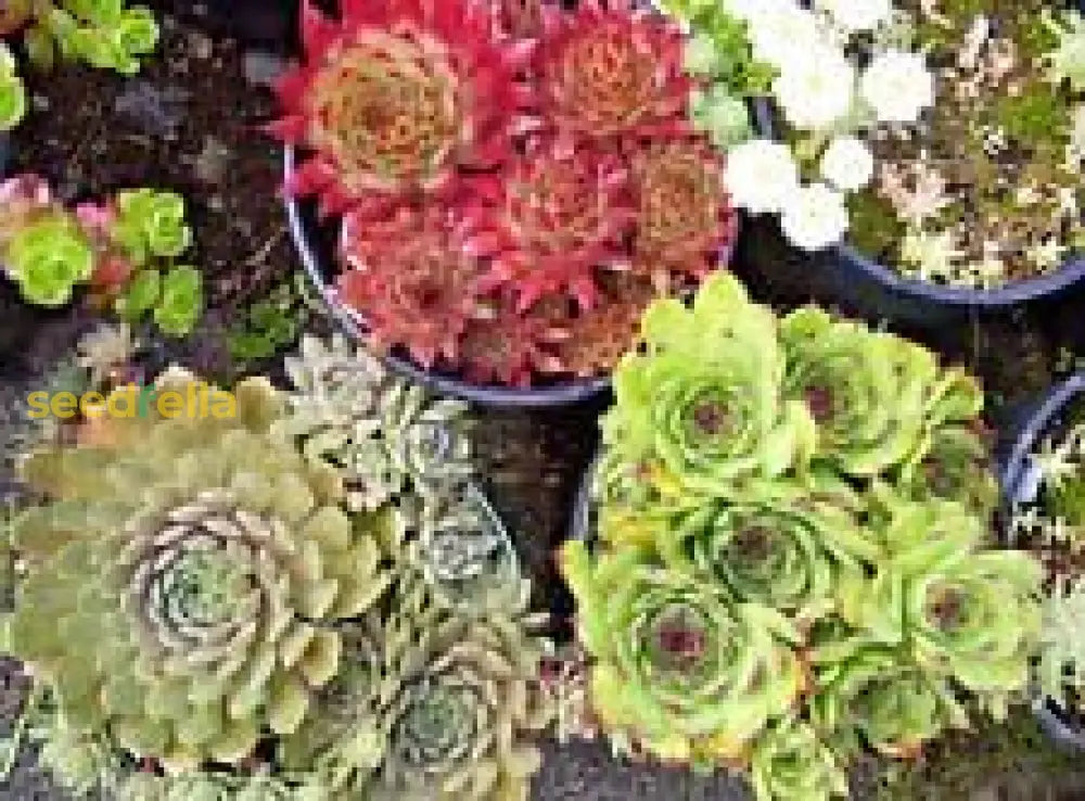 Sempervivum Plant Seeds: Essential Planting Guide Seeds