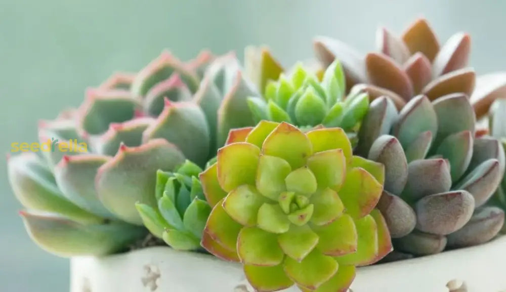 Sempervivum Plant Seeds: Essential Planting Guide Seeds