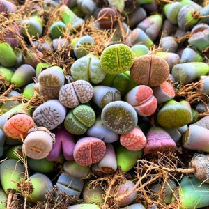 Living Stone Seeds – Sempervivum Mixed Varieties