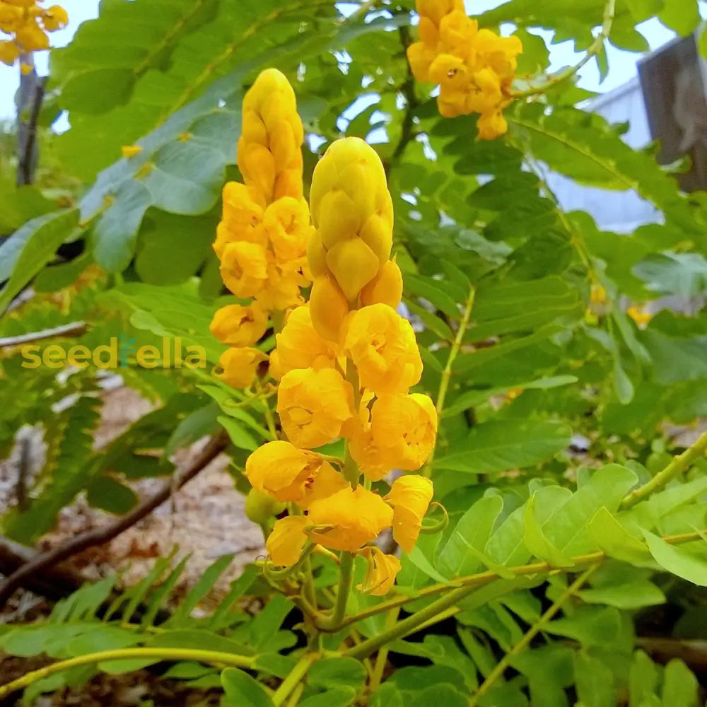 Senna Alata Seeds For Planting Drought And Heat Tolerant Low Maintenance Non-Gmo Heirloom Tropical