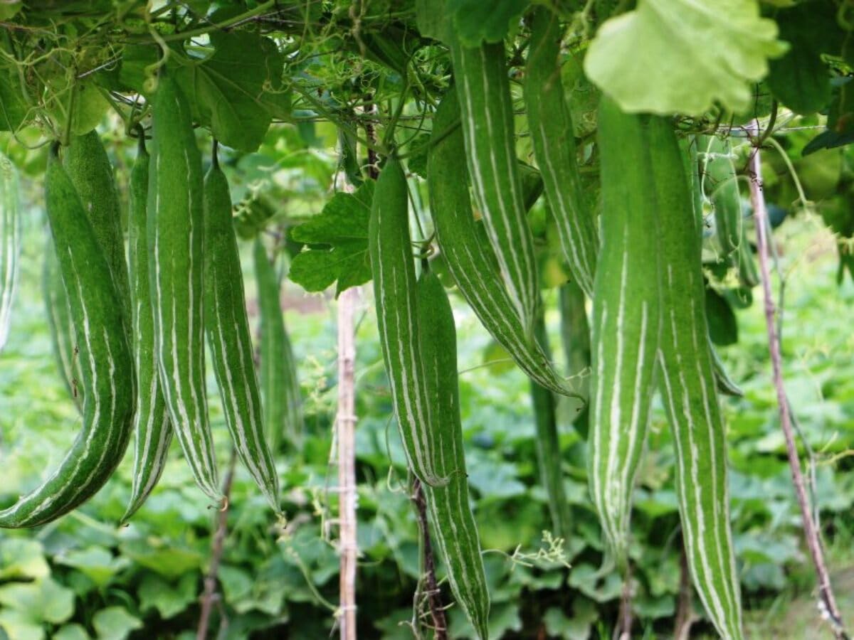 Serpentgourd snake cucumber seeds for planting