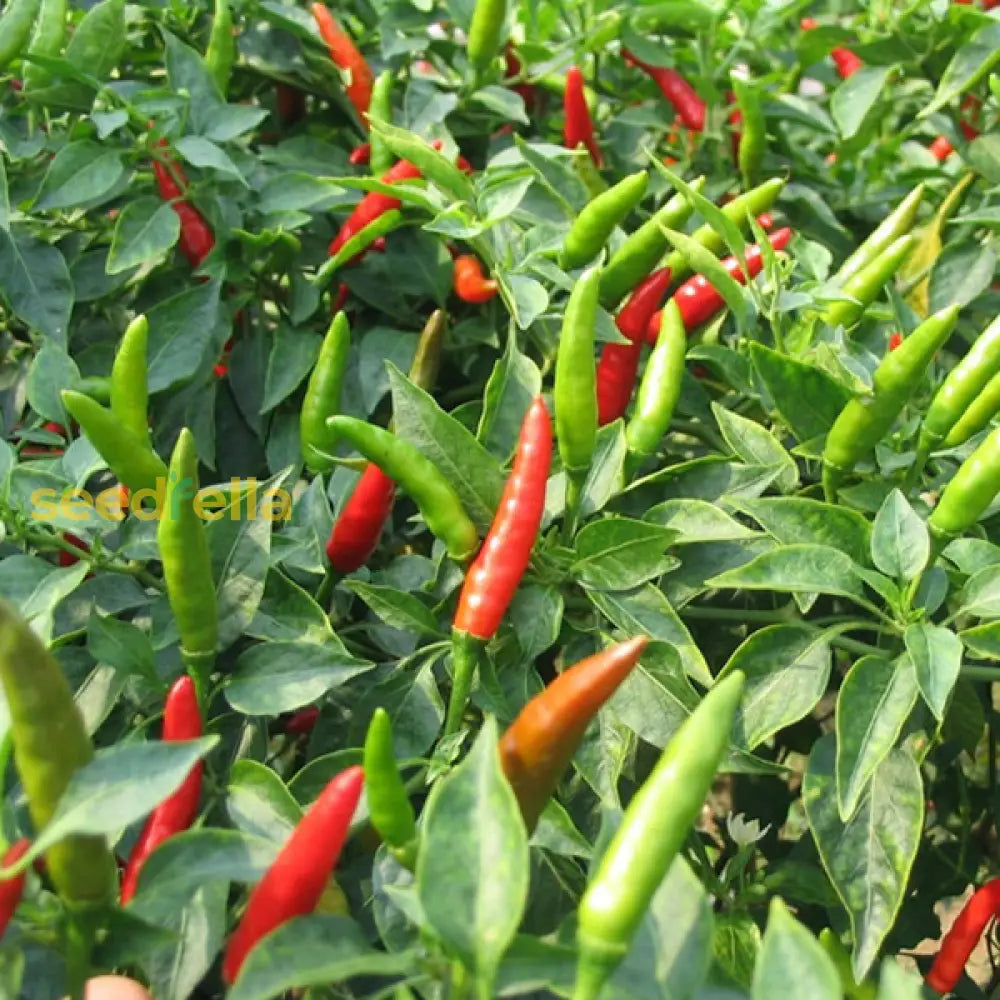 Serrano pepper plants growing in a home garden