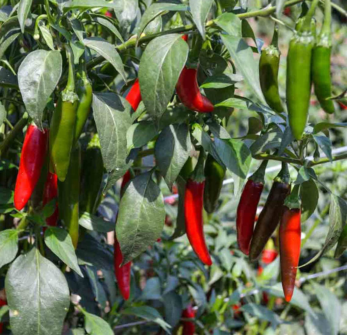 Serrano Pepper seeds for planting in home gardens