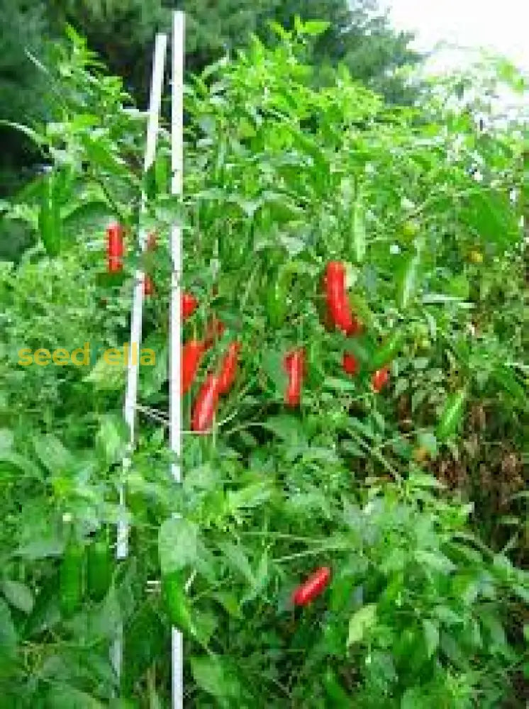 Serrano Pepper Vegetable Planting - Seeds For Spicy Flavor And Garden Freshness