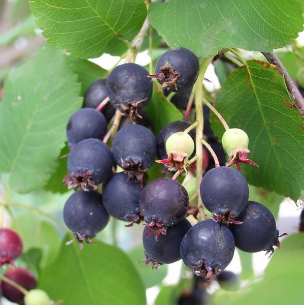 Serviceberry Shadbush Seeds – Hardy Edible Berry Shrub