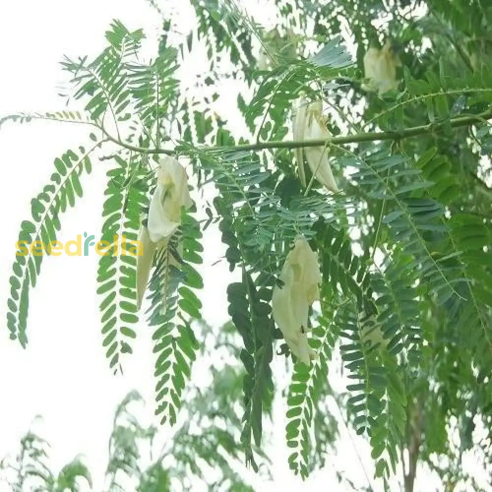 Sesbania Tree Planting Seeds For Thriving Growth And Beautiful Landscaping