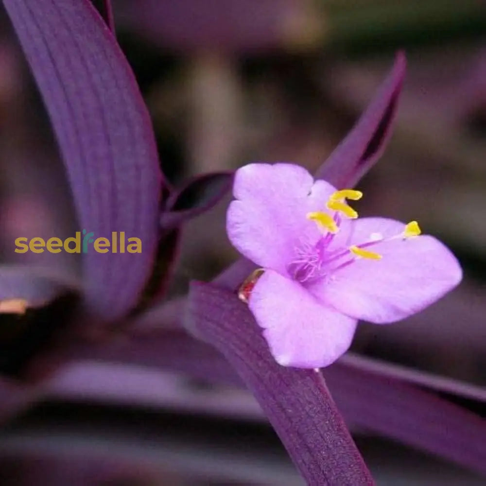 Setcreasea Plant Seeds For Planting  Seed Lush And Hardy Growth Ideal Adding Foliage To Gardens