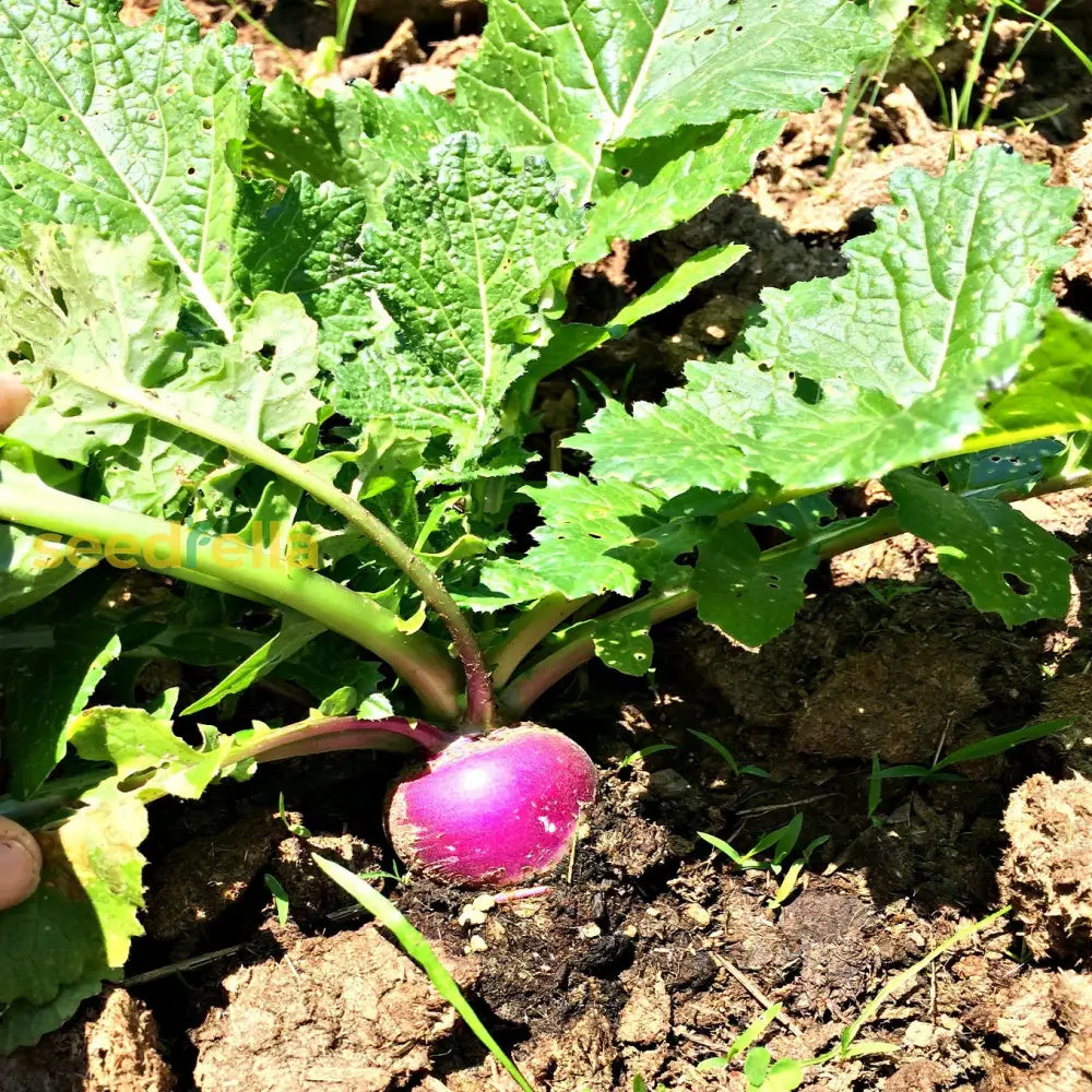 Seventop turnip seeds for planting