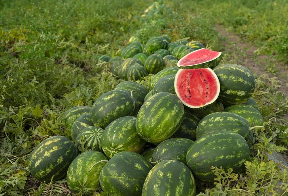 Japanese icebox watermelon grown from SF184 Hime Kansen Seeds
