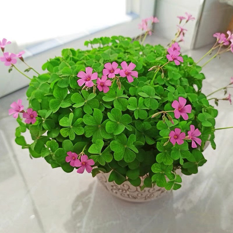 Clover (Clover Flower) seeds for planting in home garden