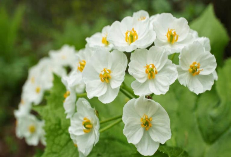 Shade garden with Diphylleia Grayi Skeleton Flower