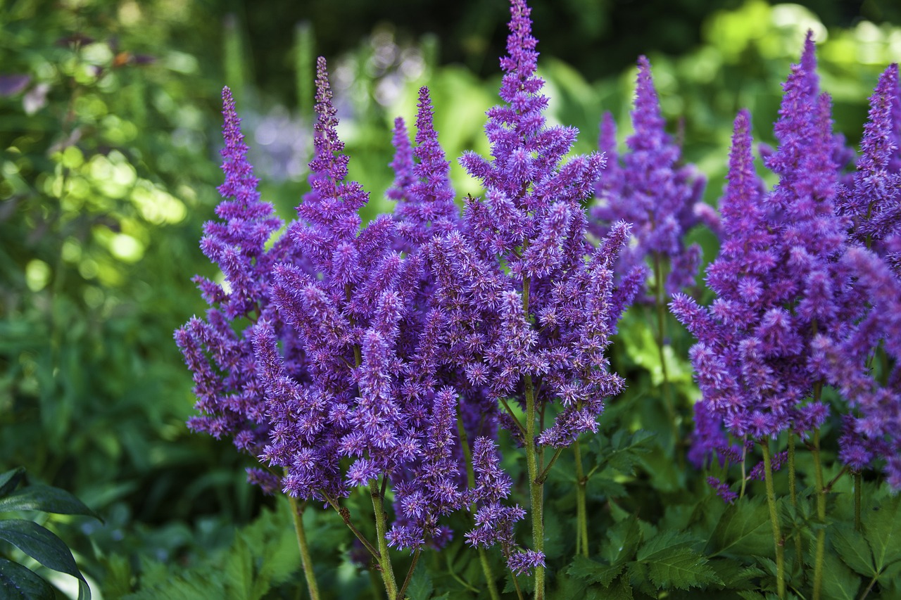 Astilbe Plants Thriving in a Shaded Garden