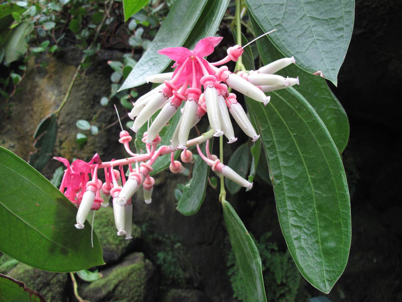 Cavendishia Grandifolia Flowers in Shaded Garden