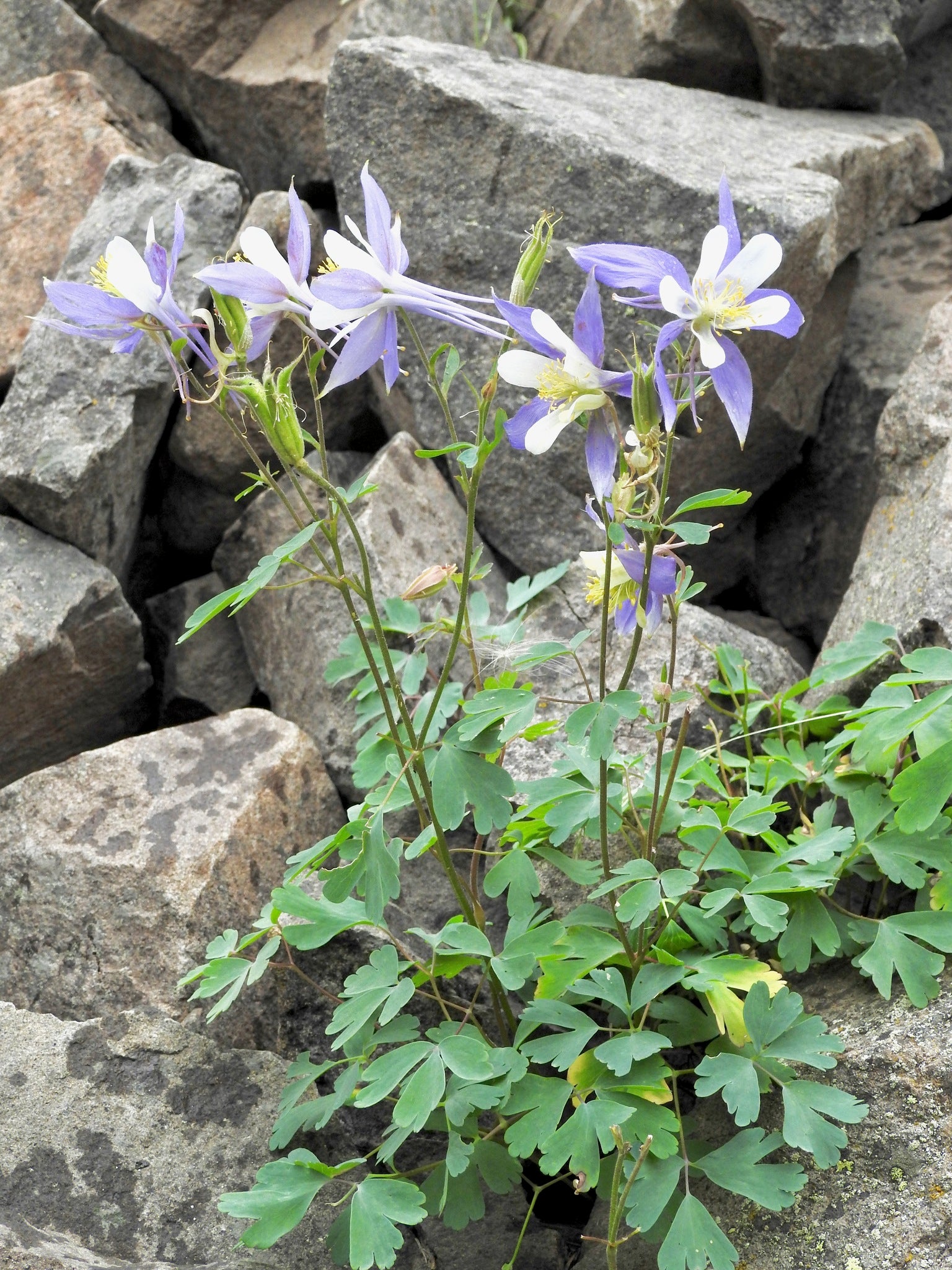 Columbine Flowers Growing in Shaded Garden
