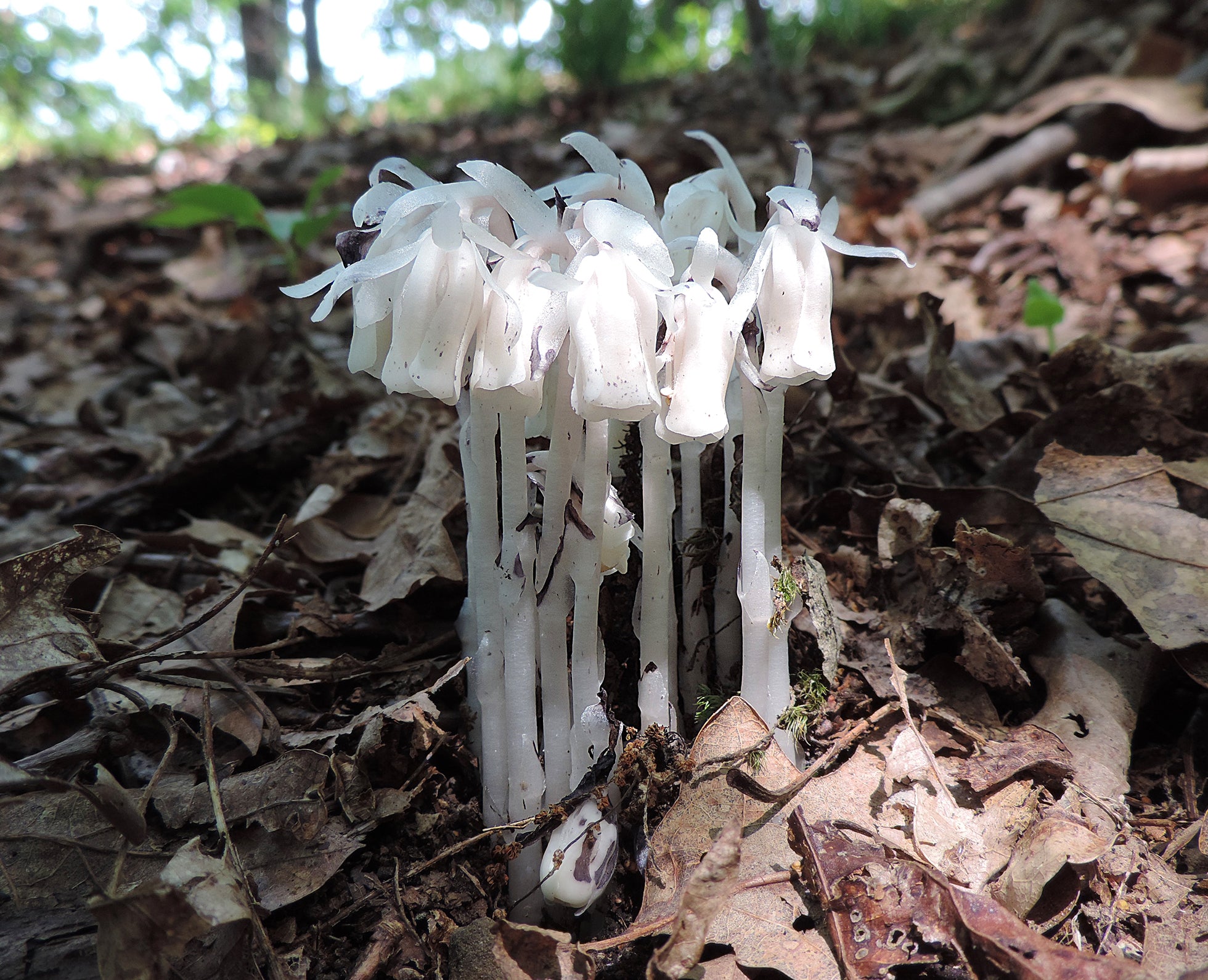 Indian pipe seeds for shade garden planting