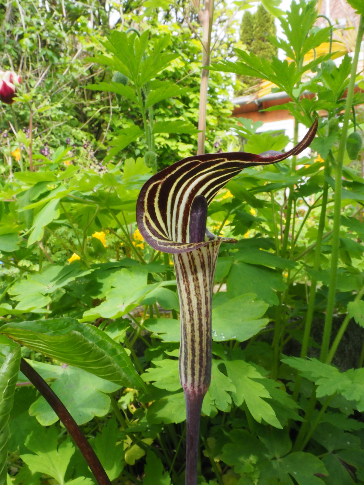 Jack-in-the-Pulpit Growing in Shaded Garden