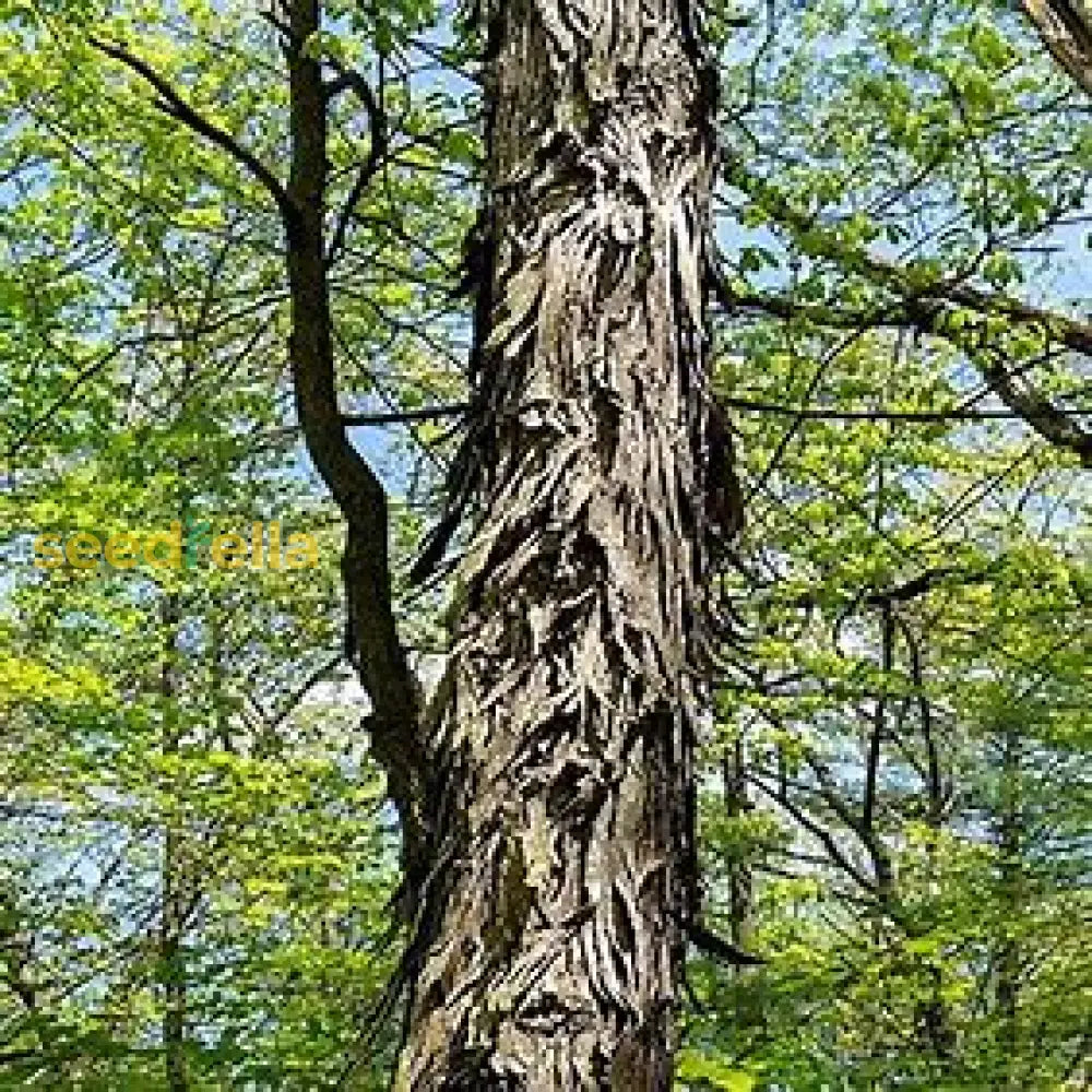 Shagbark Hickory Seeds For Planting Fruit