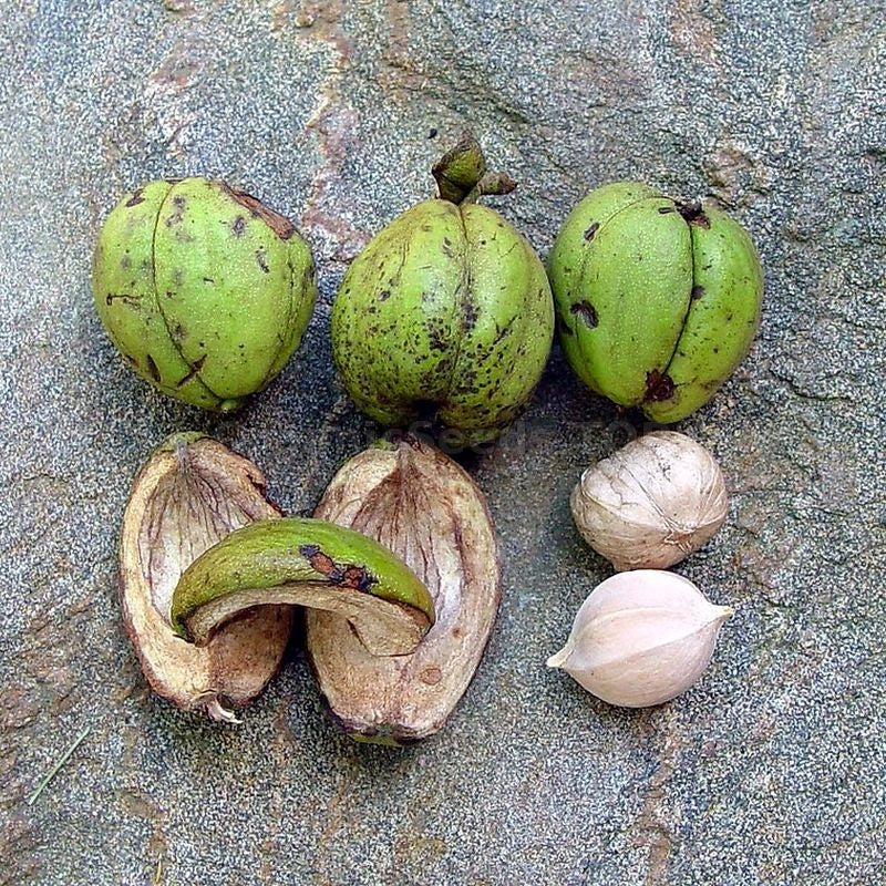 Shagbark hickory seeds producing large nuts in green husks