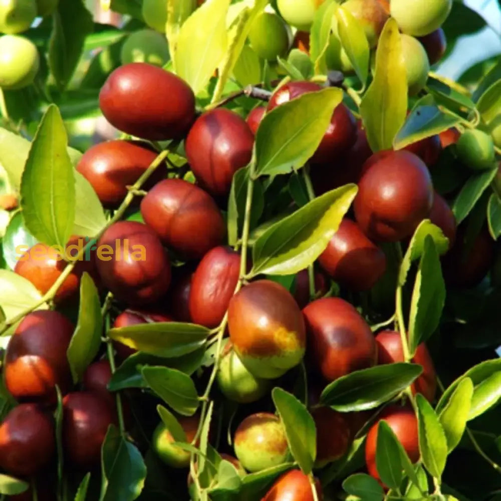 Shanlix Jujube Fruit Seeds For Planting  Healthy And Sweet Growth