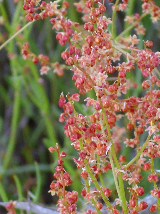 Sheep Sorrel plant with red flowers and tart leaves
