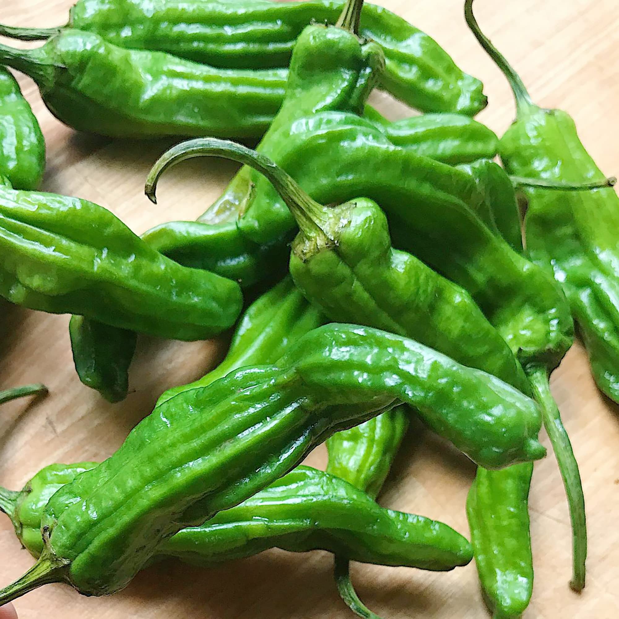 Mature Shishito Pepper plant with green foliage