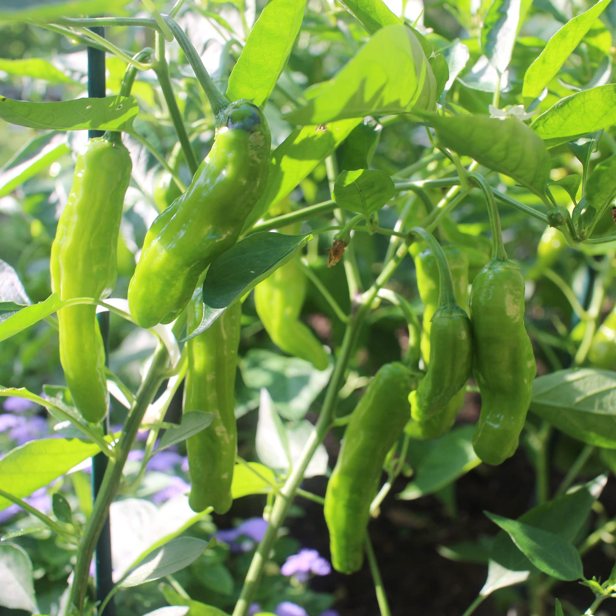 Healthy Shishito Pepper seedlings ready for transplanting