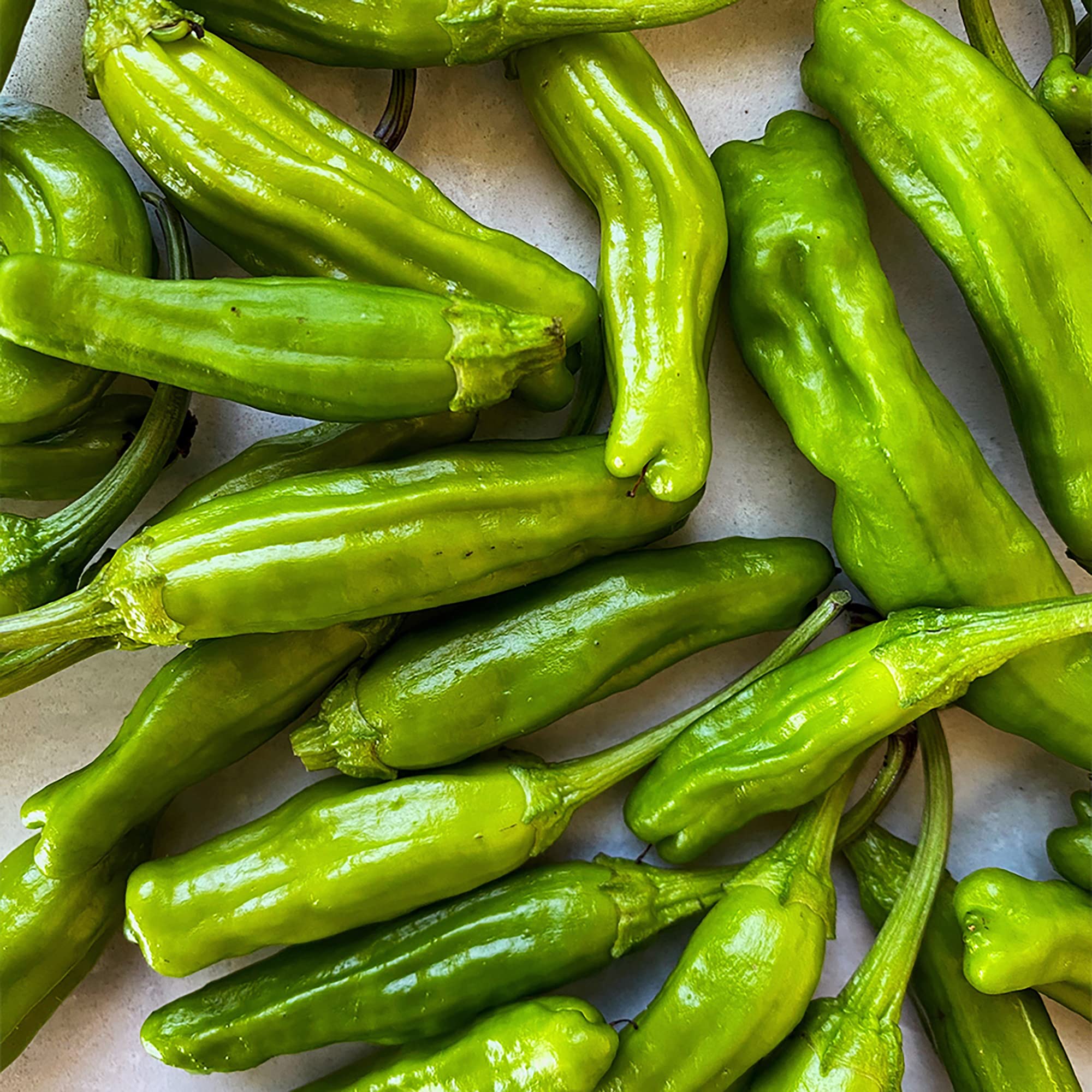 Shishito Pepper seeds (Capsicum annuum) for home vegetable garden planting